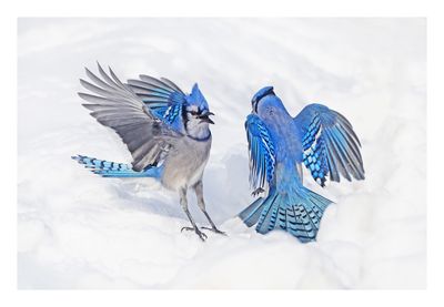 Blue Jay