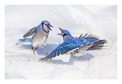 Blue Jay