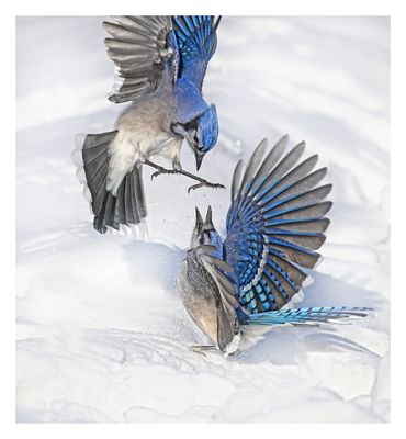 Blue Jay