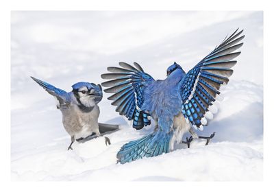 Blue Jay