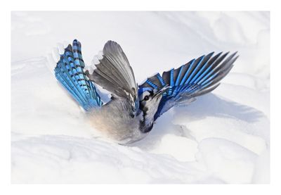 Blue Jay