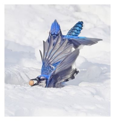 Blue Jay
