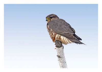 Merlin