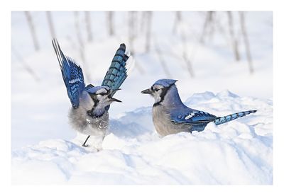 Blue Jay