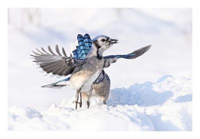 Blue Jay