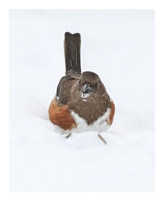 Eastern Towhee