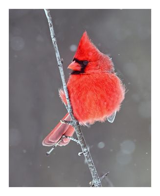 Northern Cardinal