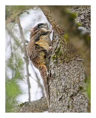 Flying Squirrel
