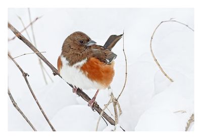 Eastern Towhee