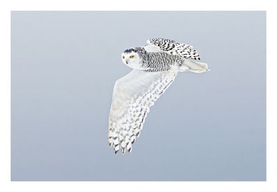 Snowy Owl