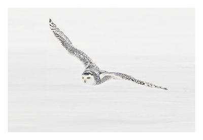 Snowy Owl