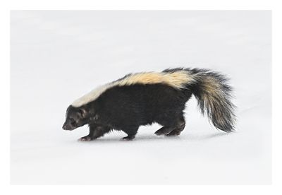 Skunk