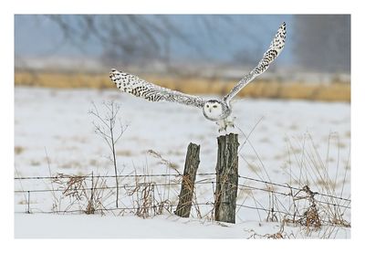 Snowy Owl