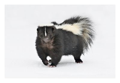 Skunk