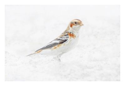 Snow Bunting