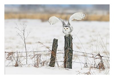 Snowy Owl