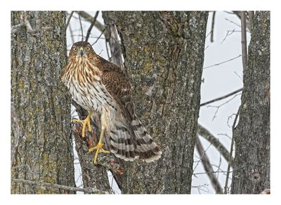 Cooper`s Hawk