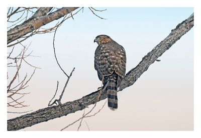 Cooper`s Hawk