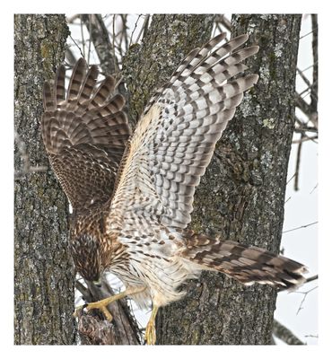 Cooper`s Hawk