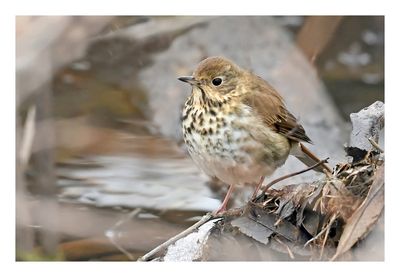 Hermit Thrush