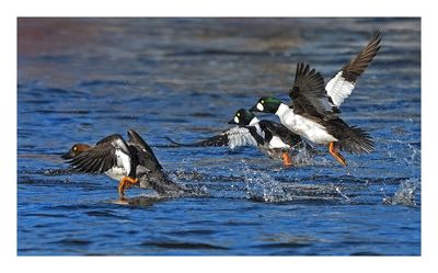 Common Goldeneye