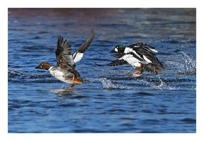 Common Goldeneye