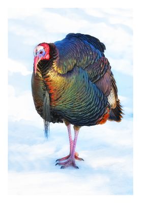 Wild Turkey