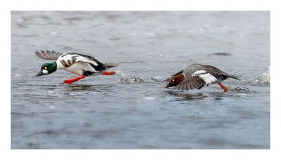 Common Goldeneye