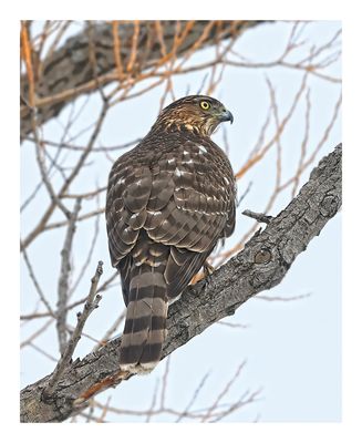 Cooper`s Hawk