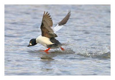 Common Goldeneye