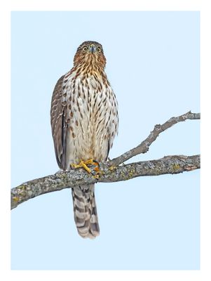 Cooper`s Hawk