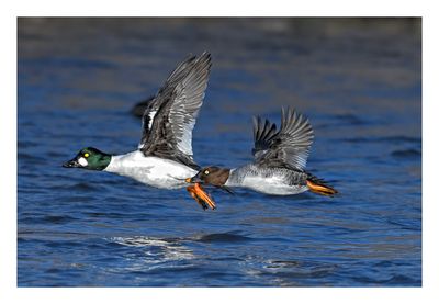 Common Goldeneye