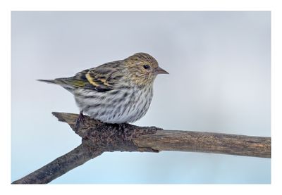 Pine Siskin