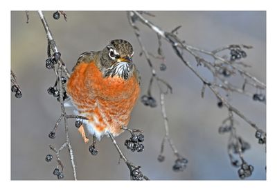 American Robin