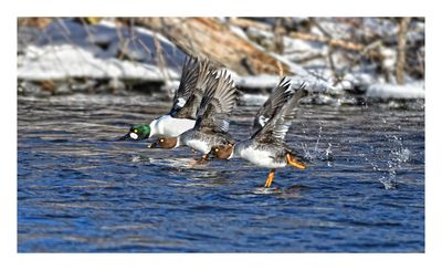 Common Goldeneye