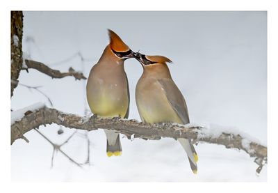Cedar Waxwing