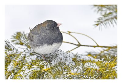 Dark-eyed Junco