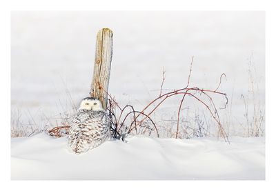 Snowy Owl