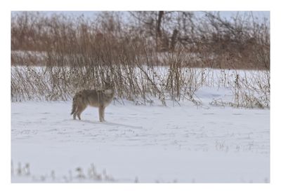 Coyote