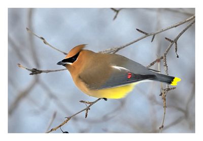Cedar Waxwing