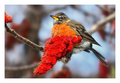 American Robin
