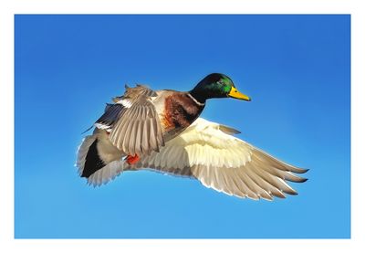 Mallard
