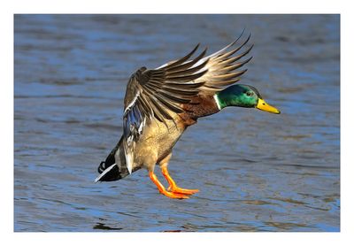 Mallard