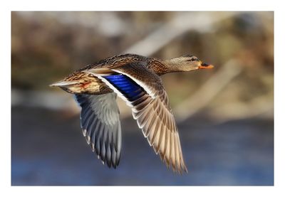 Mallard