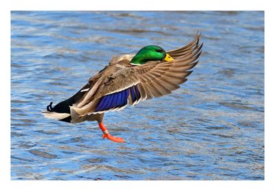 Mallard