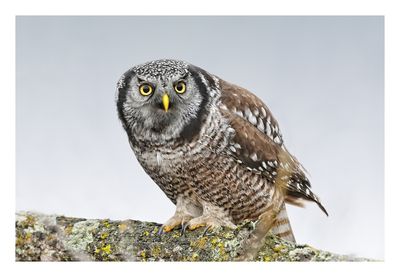 Northern Hawk Owl