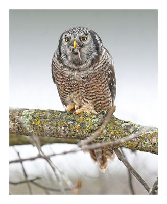 Northern Hawk Owl