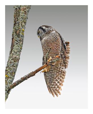 Northern Hawk Owl