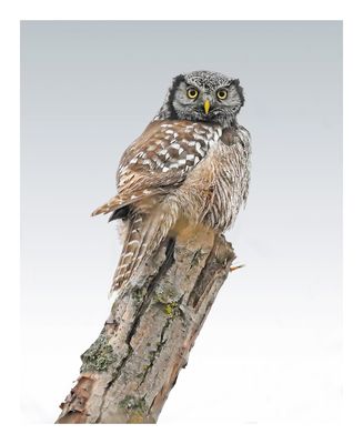 Northern Hawk Owl