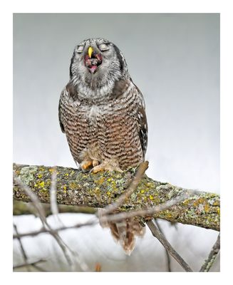 Northern Hawk Owl
